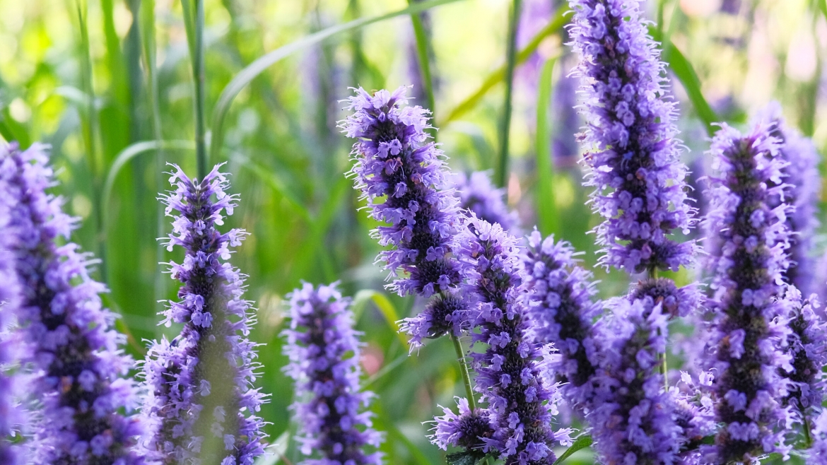 Organic Hyssop